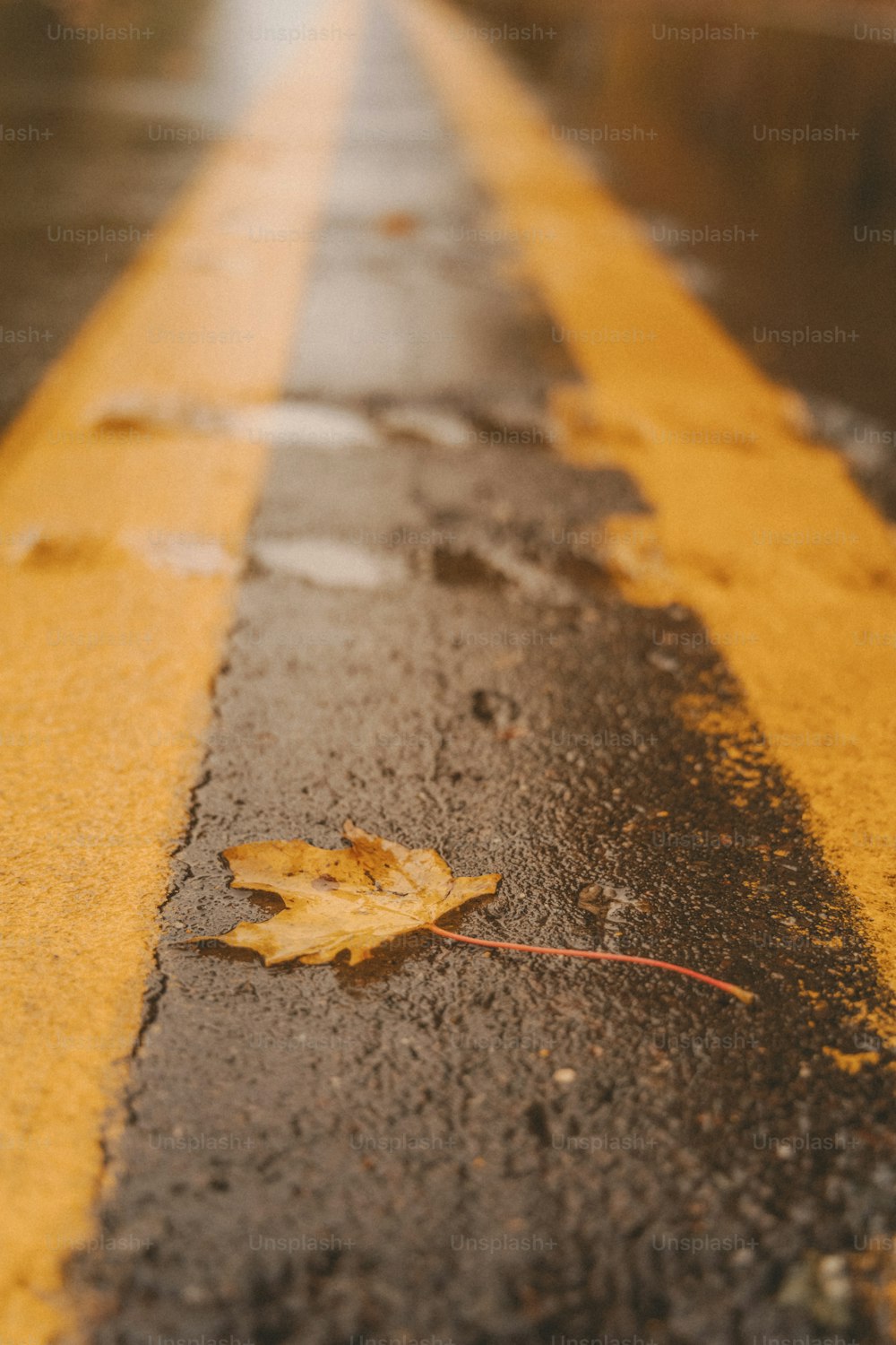 uma folha está deitada à beira da estrada
