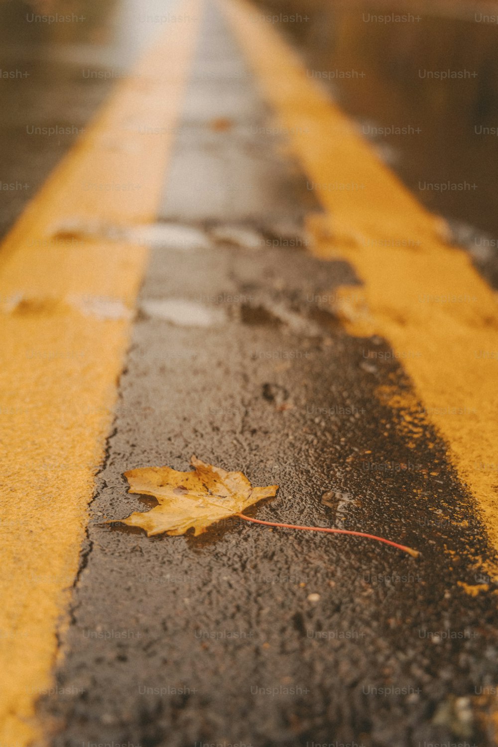 Ein Blatt liegt am Straßenrand