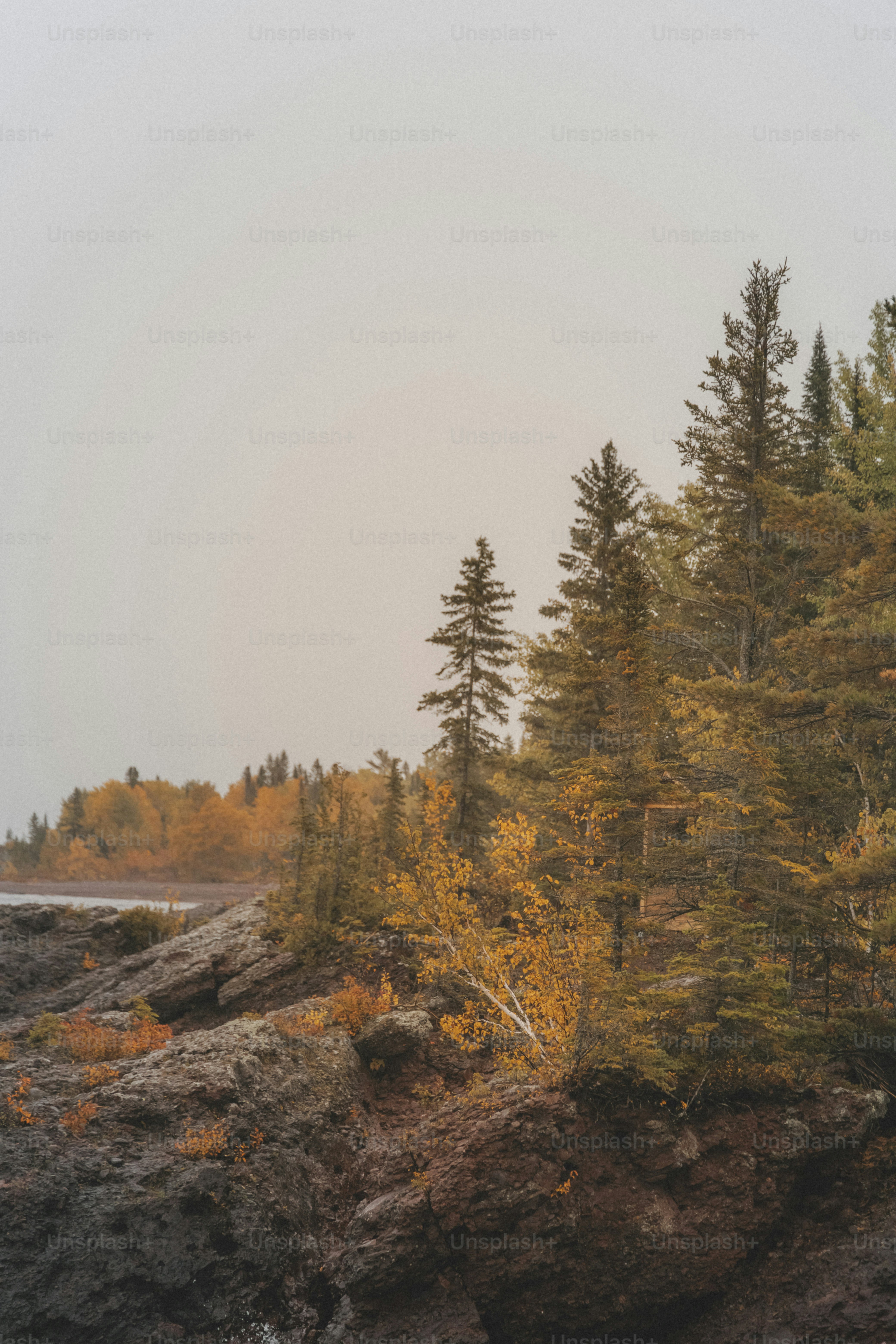 a couple of trees sitting on top of a rocky shore