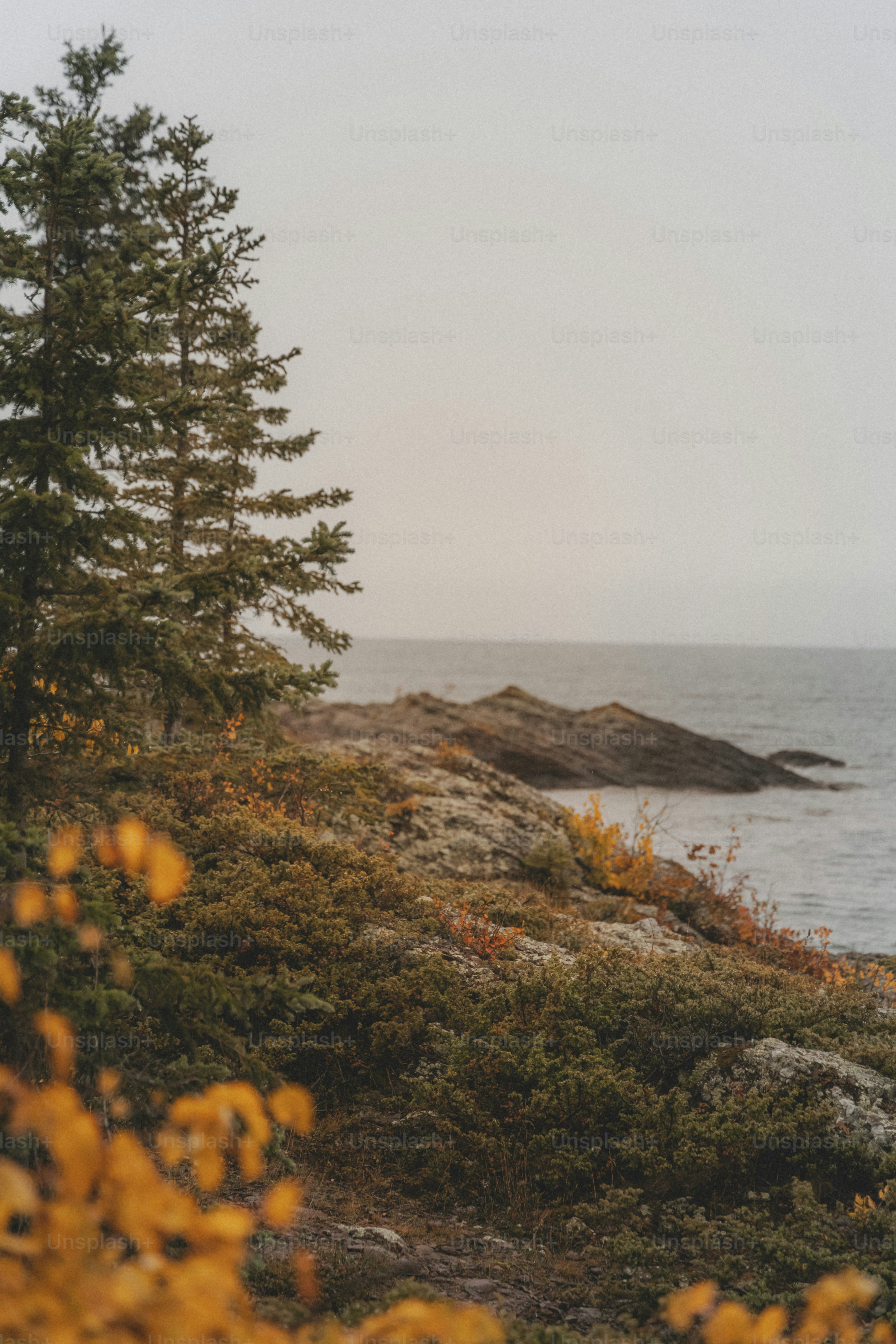 Un paio di alberi seduti sulla cima di una collina verde lussureggiante