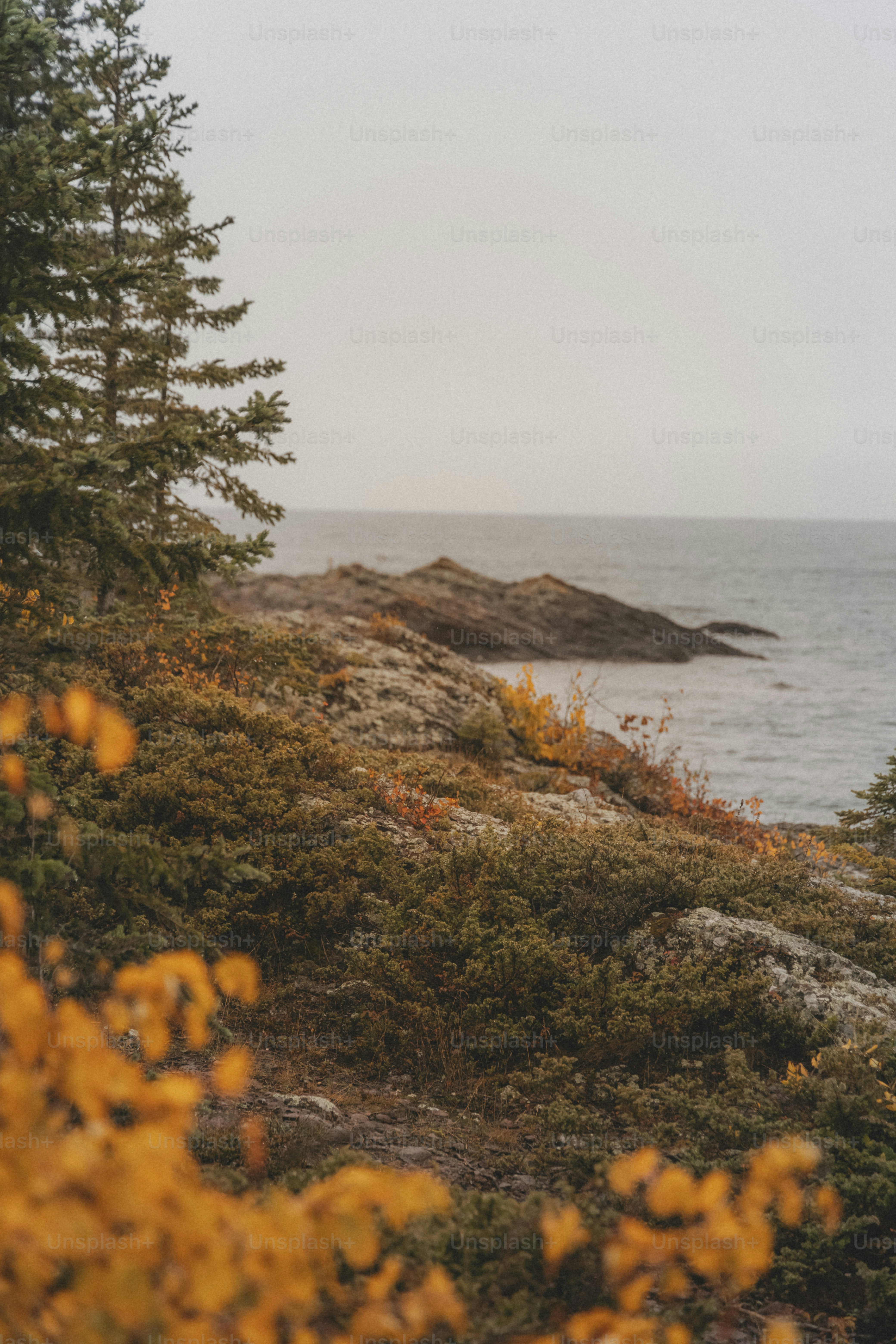 a couple of animals standing on top of a lush green hillside