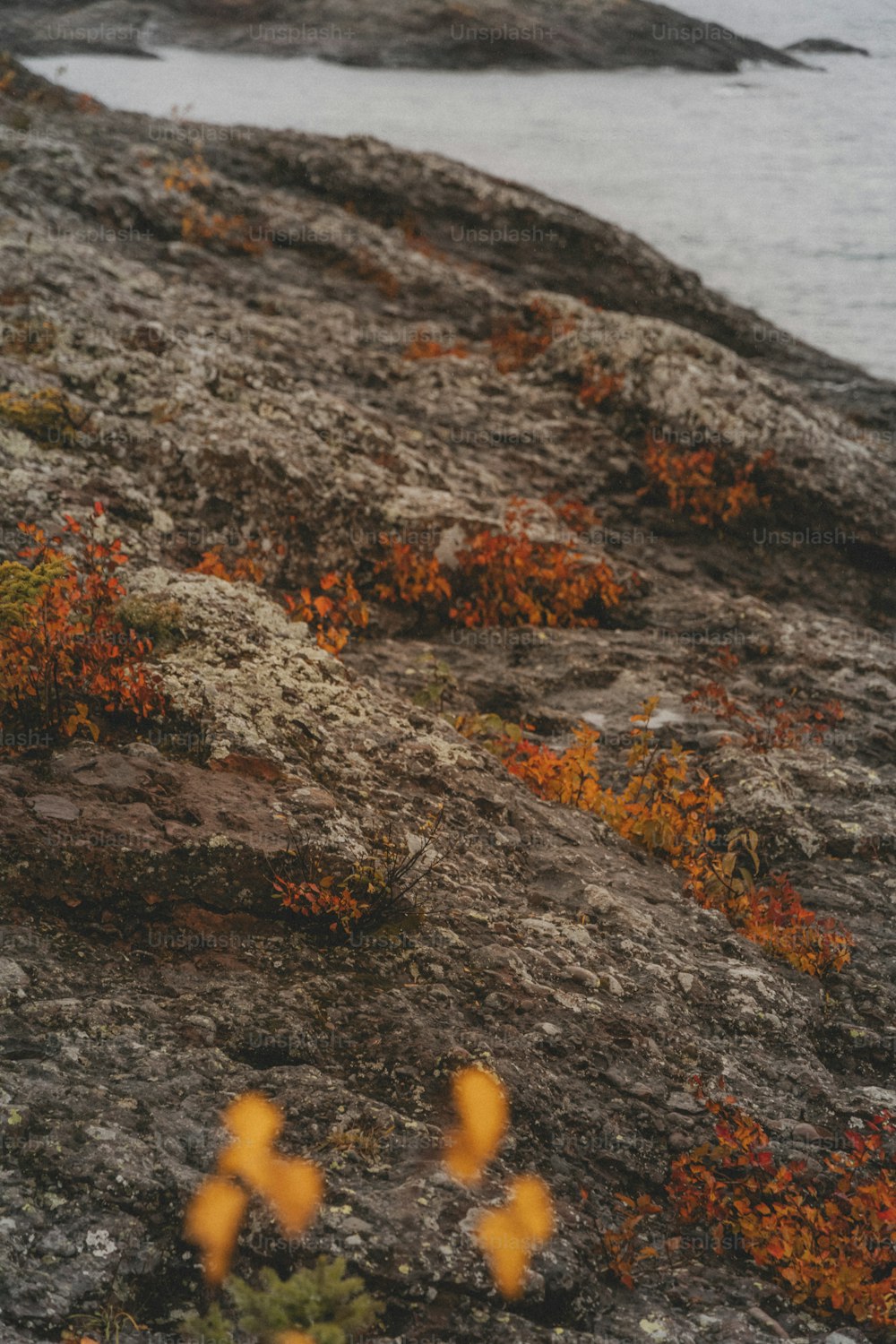 a couple of yellow flowers sitting on top of a rocky hillside