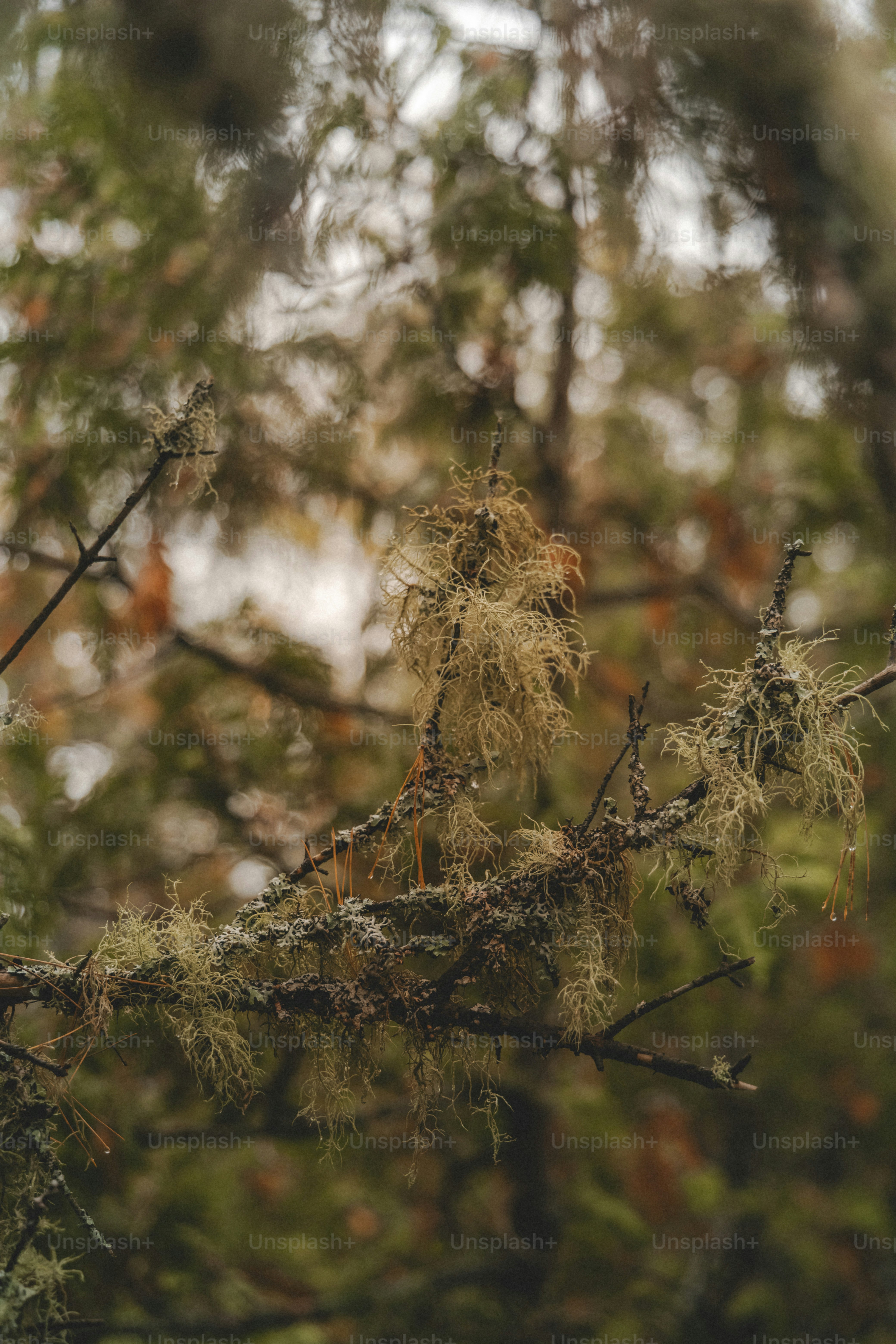 Ein Vogel sitzt auf einem Ast