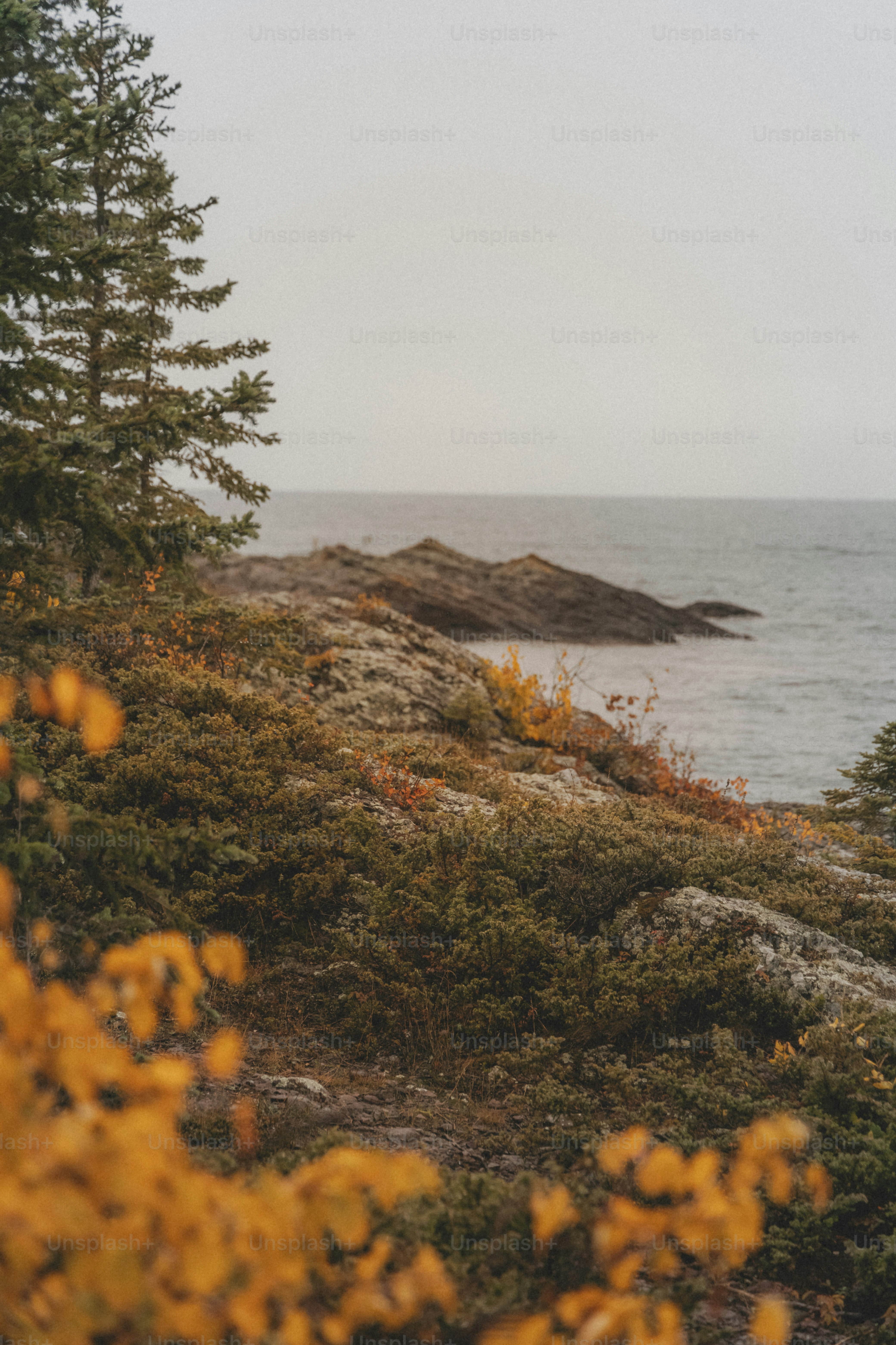 a couple of trees sitting on top of a lush green hillside