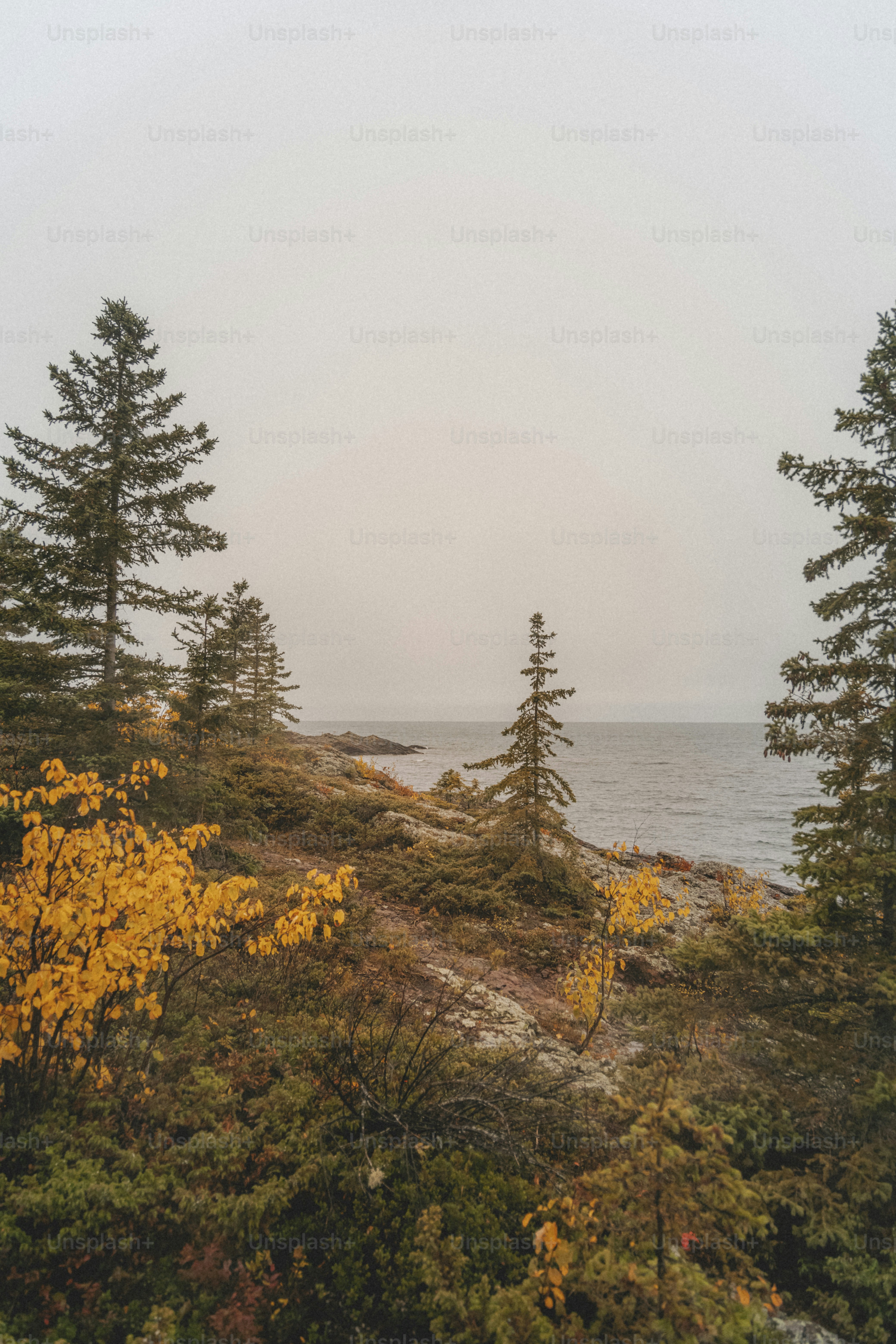 Un paio di alberi seduti sulla cima di una collina verde lussureggiante