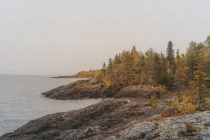 a couple of trees that are next to a body of water