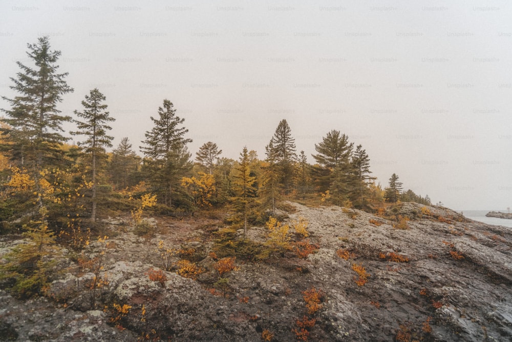 a group of trees that are on top of a hill