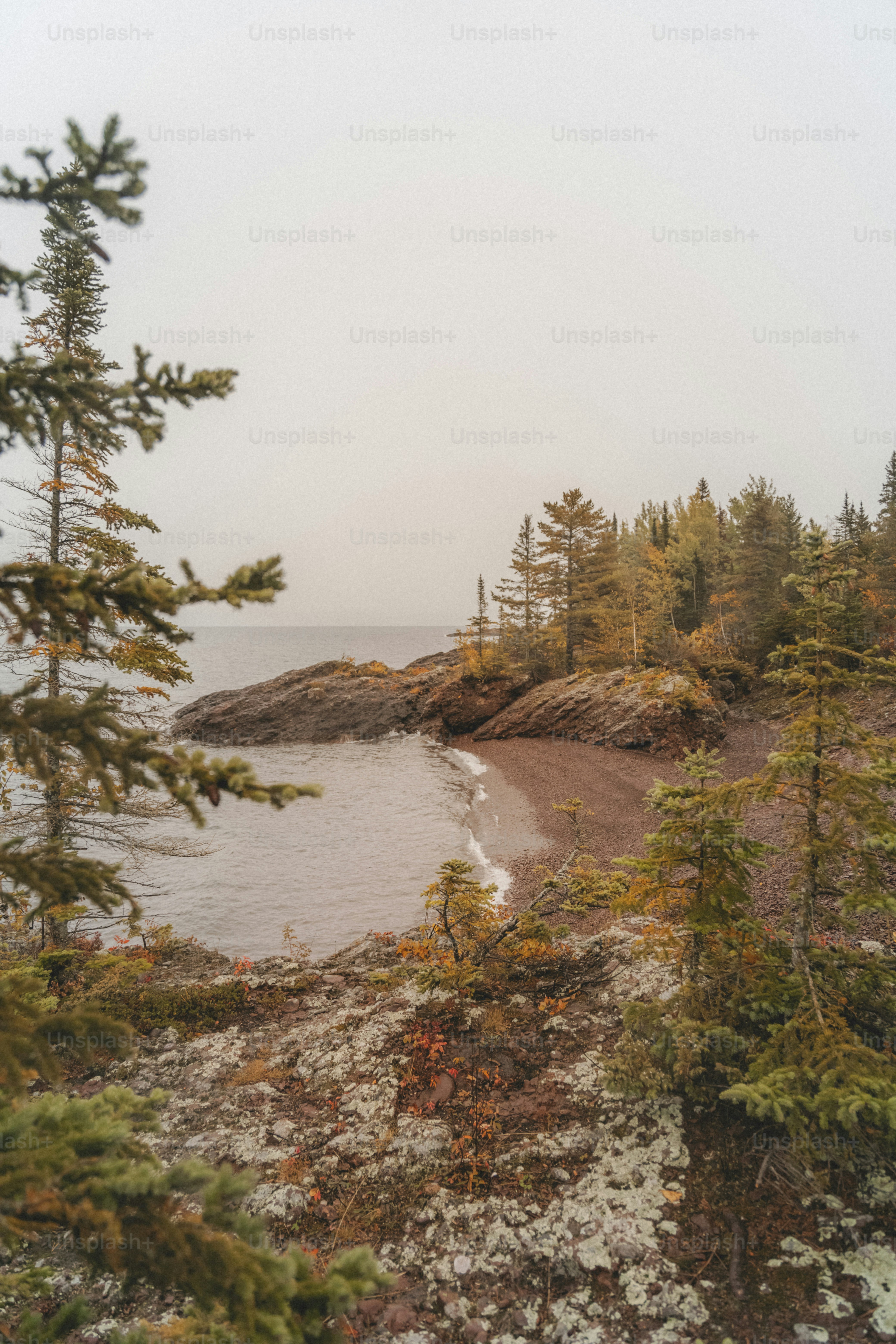 a view of a beach with trees and a body of water
