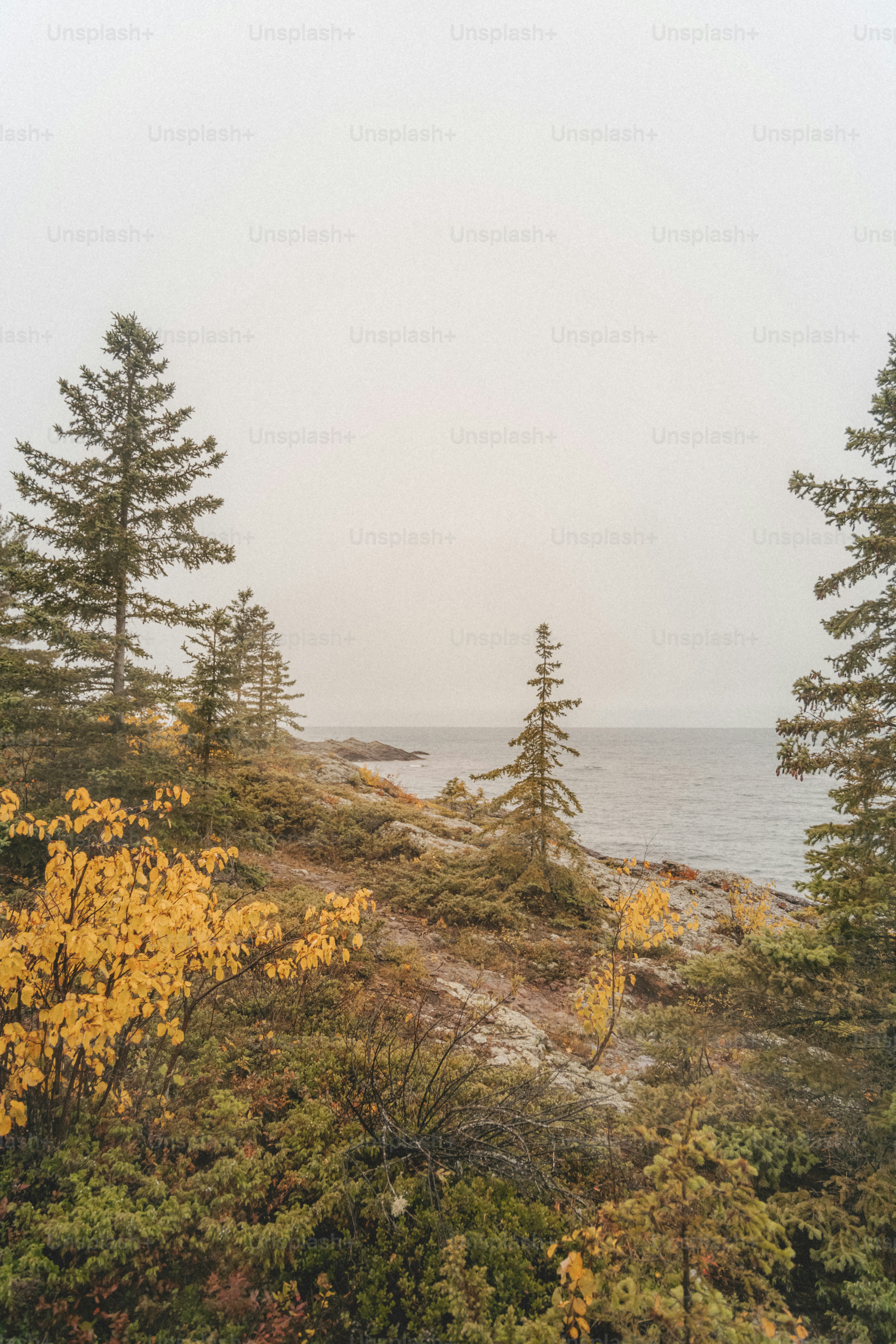 a couple of trees sitting on top of a lush green hillside