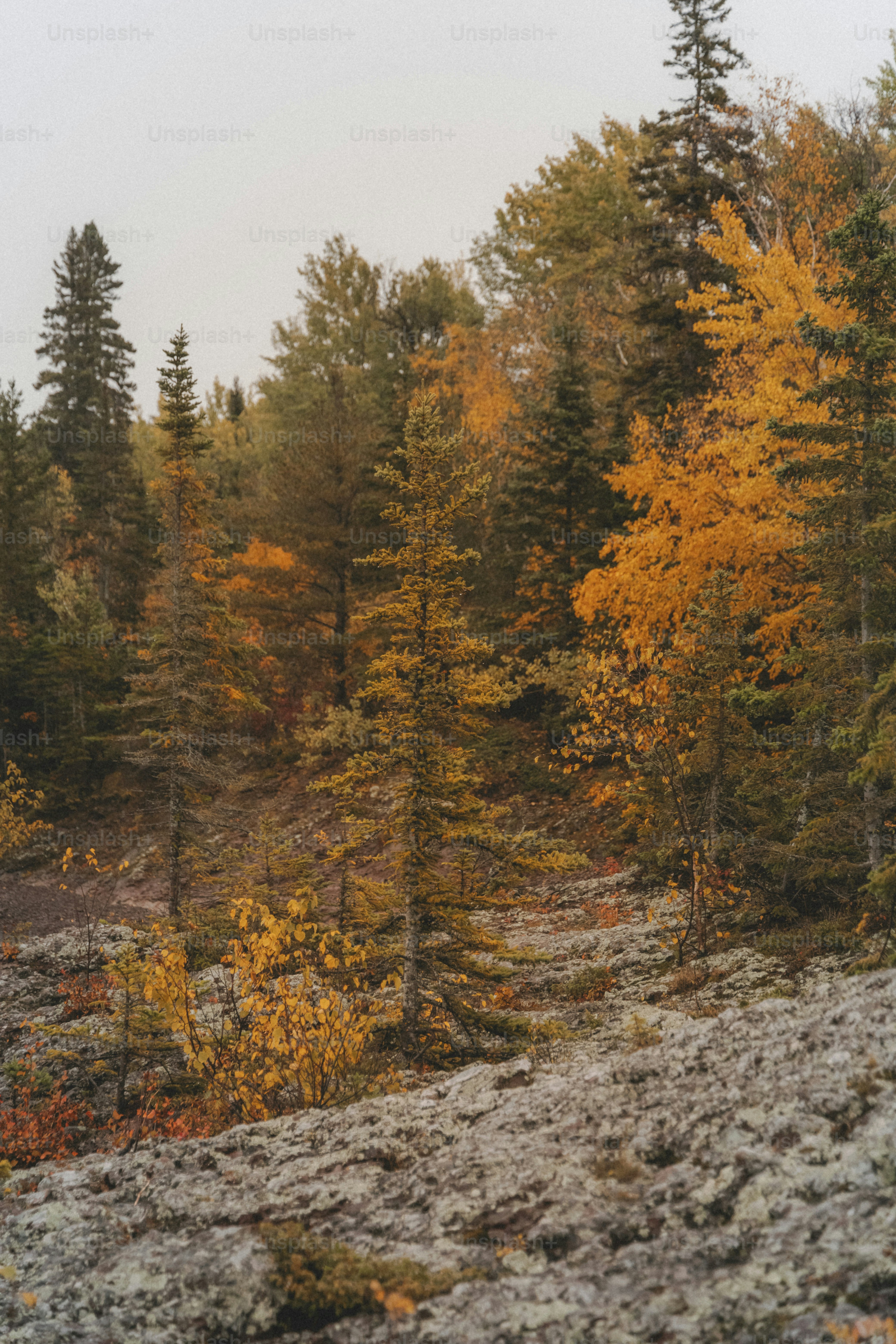 uma floresta cheia de muitas árvores altas