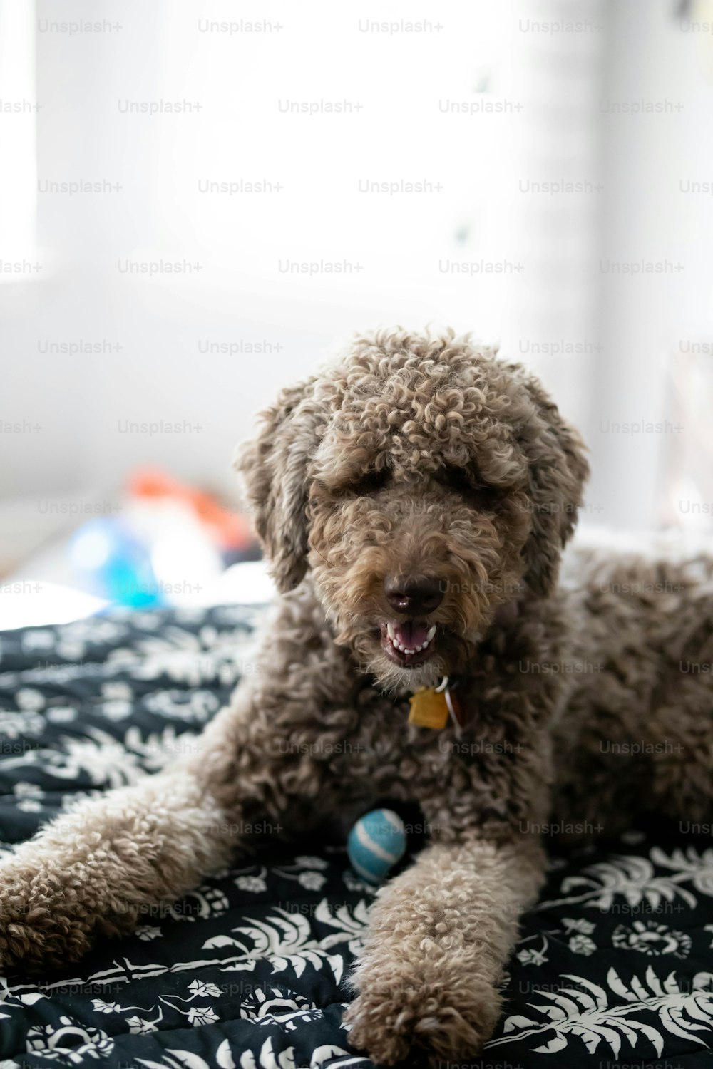 a brown dog laying on top of a bed