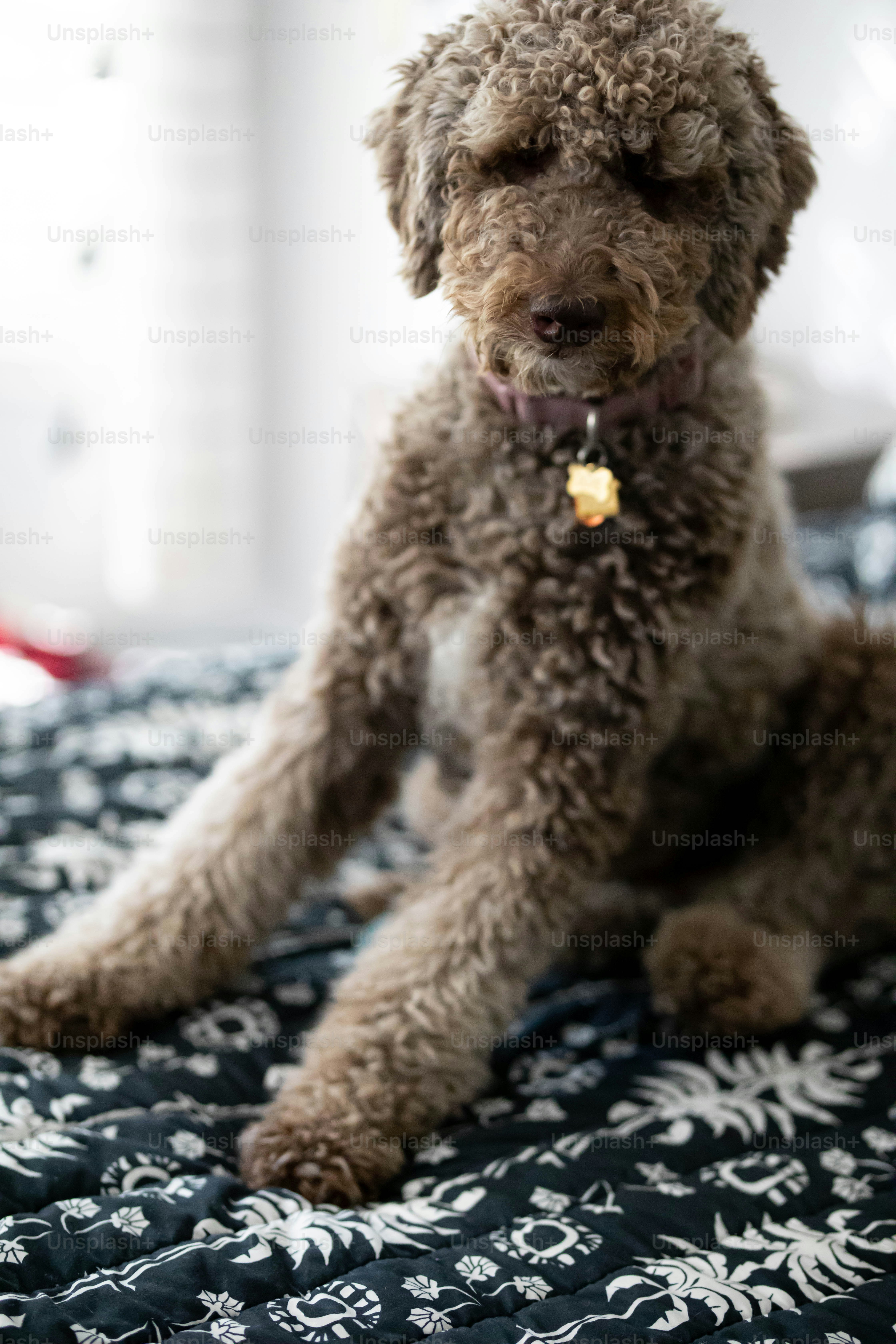 a brown dog sitting on top of a bed