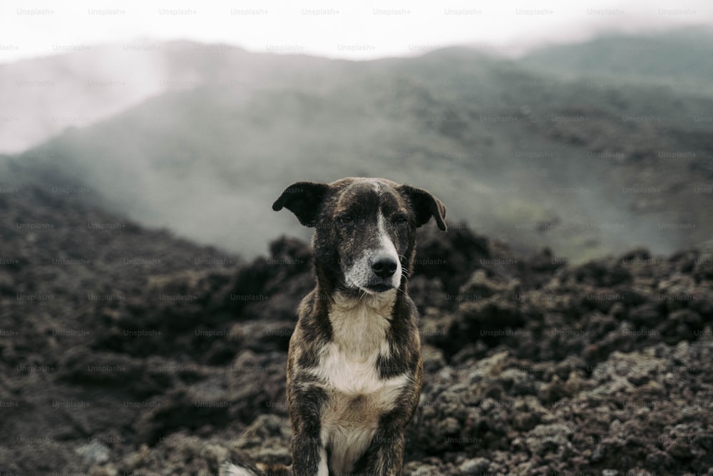 Un perro marrón y blanco sentado en la cima de una montaña