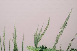 un vase rempli de plantes vertes à côté d’un mur