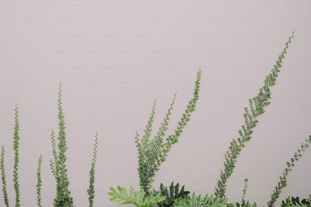 a vase filled with green plants next to a wall