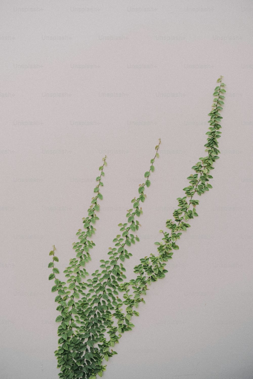 a vase filled with green plants on top of a table