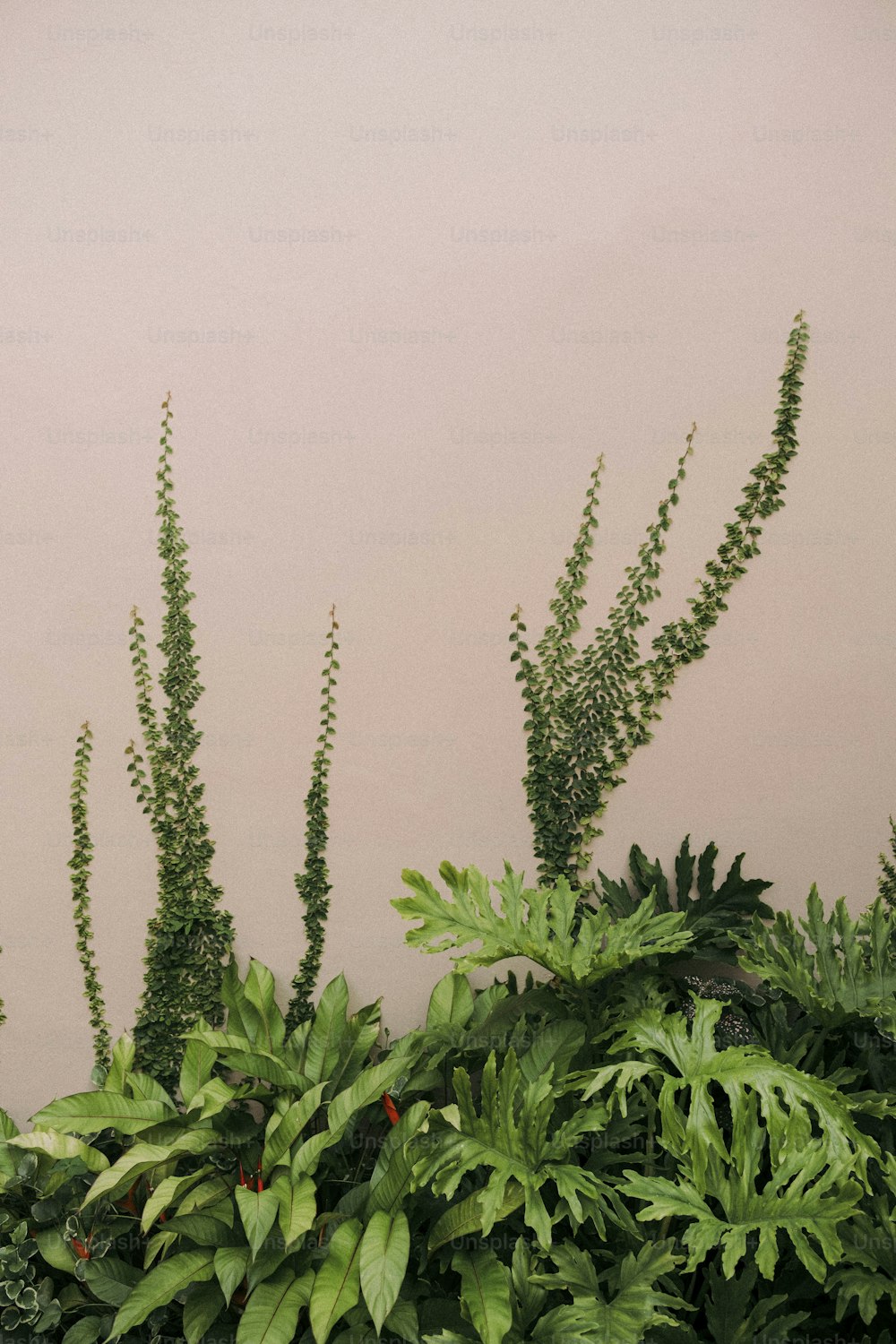 a bunch of plants that are next to a wall