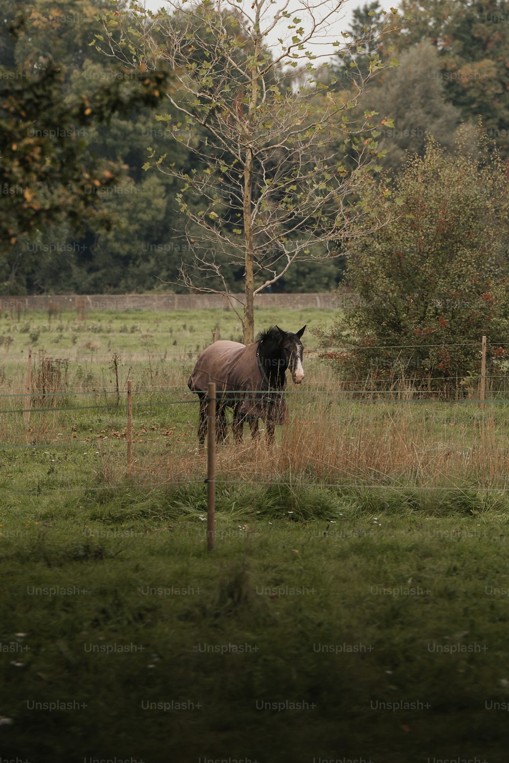 um cavalo em pé em um campo atrás de uma cerca