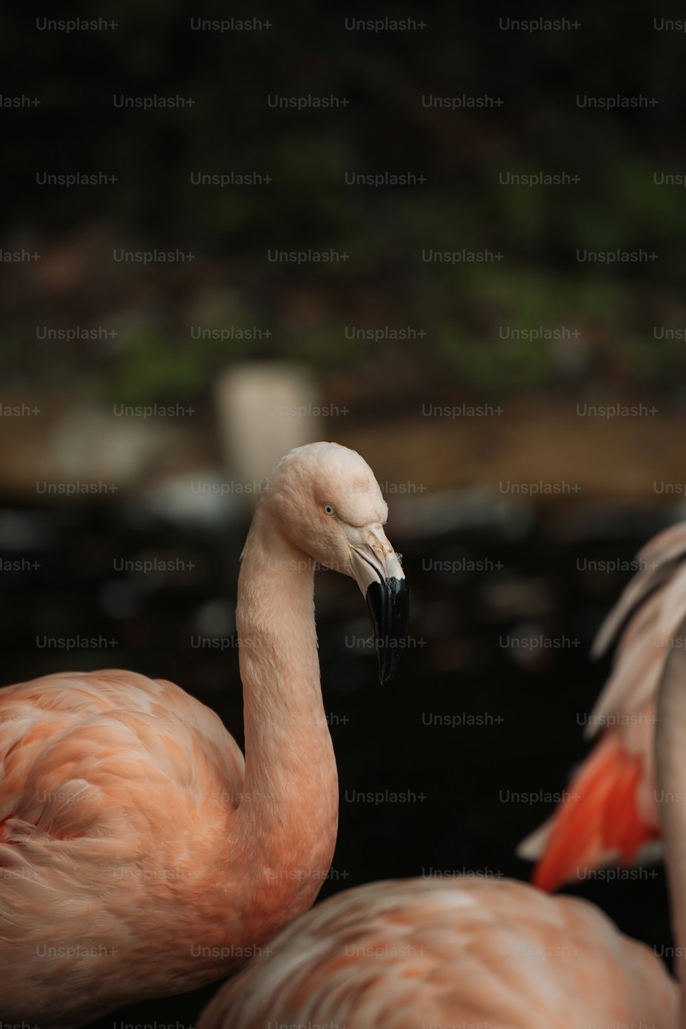 a couple of flamingos standing next to each other