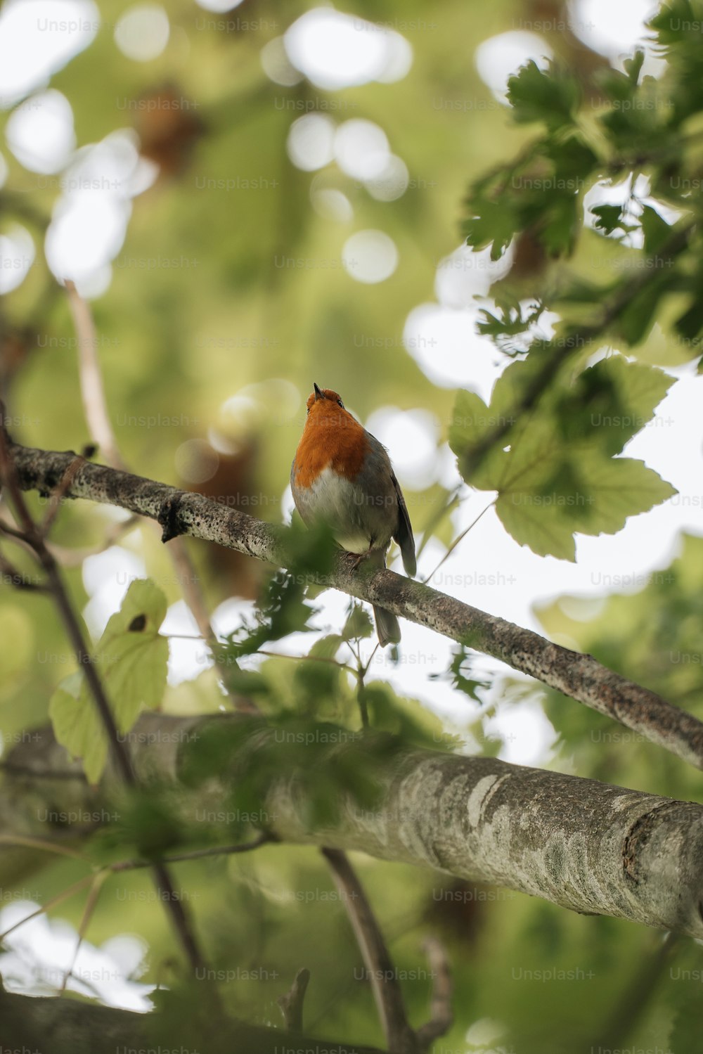 Más de 750 imágenes de pájaros en árboles | Descargar imágenes gratis en  Unsplash