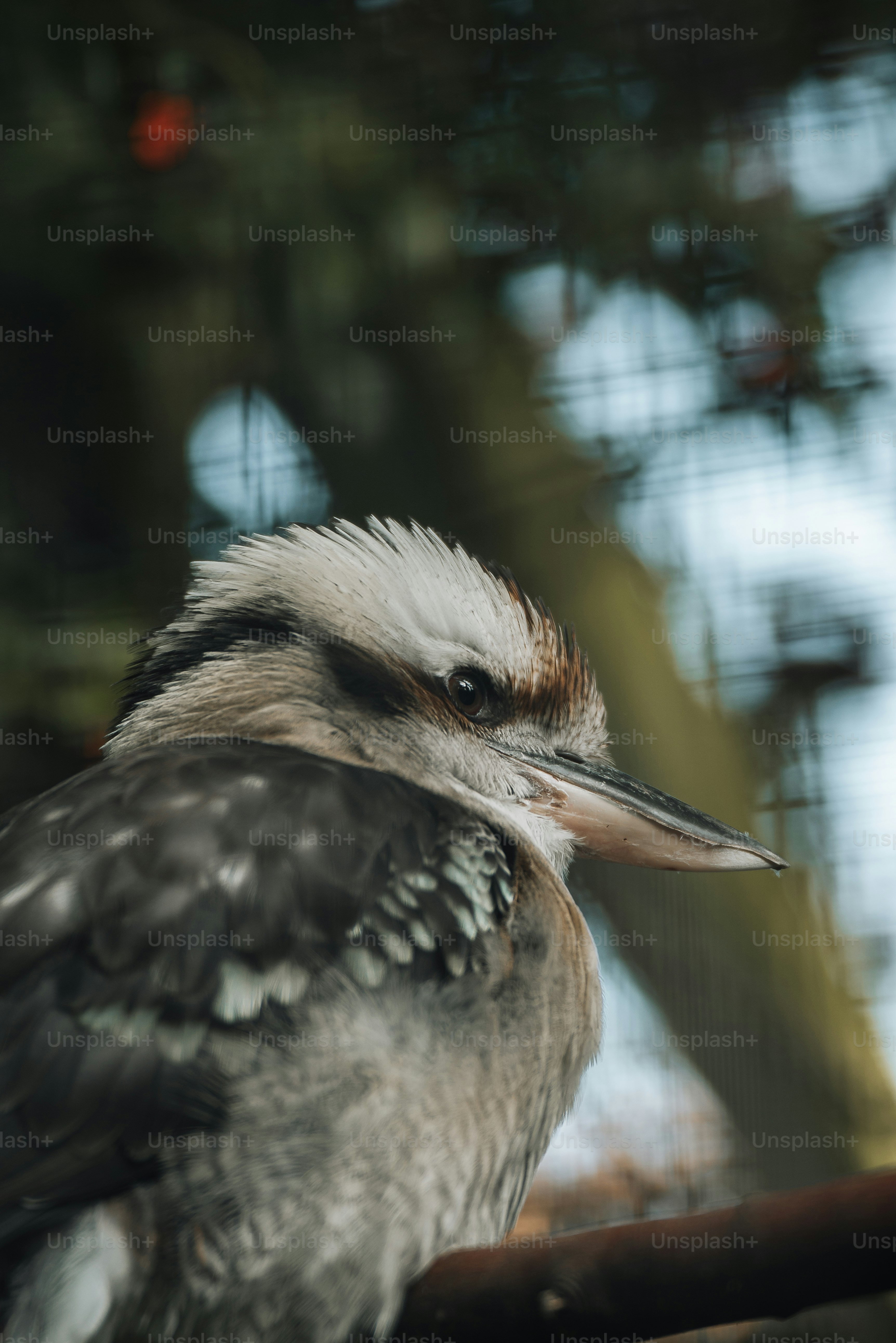 a close up of a bird with a blurry background