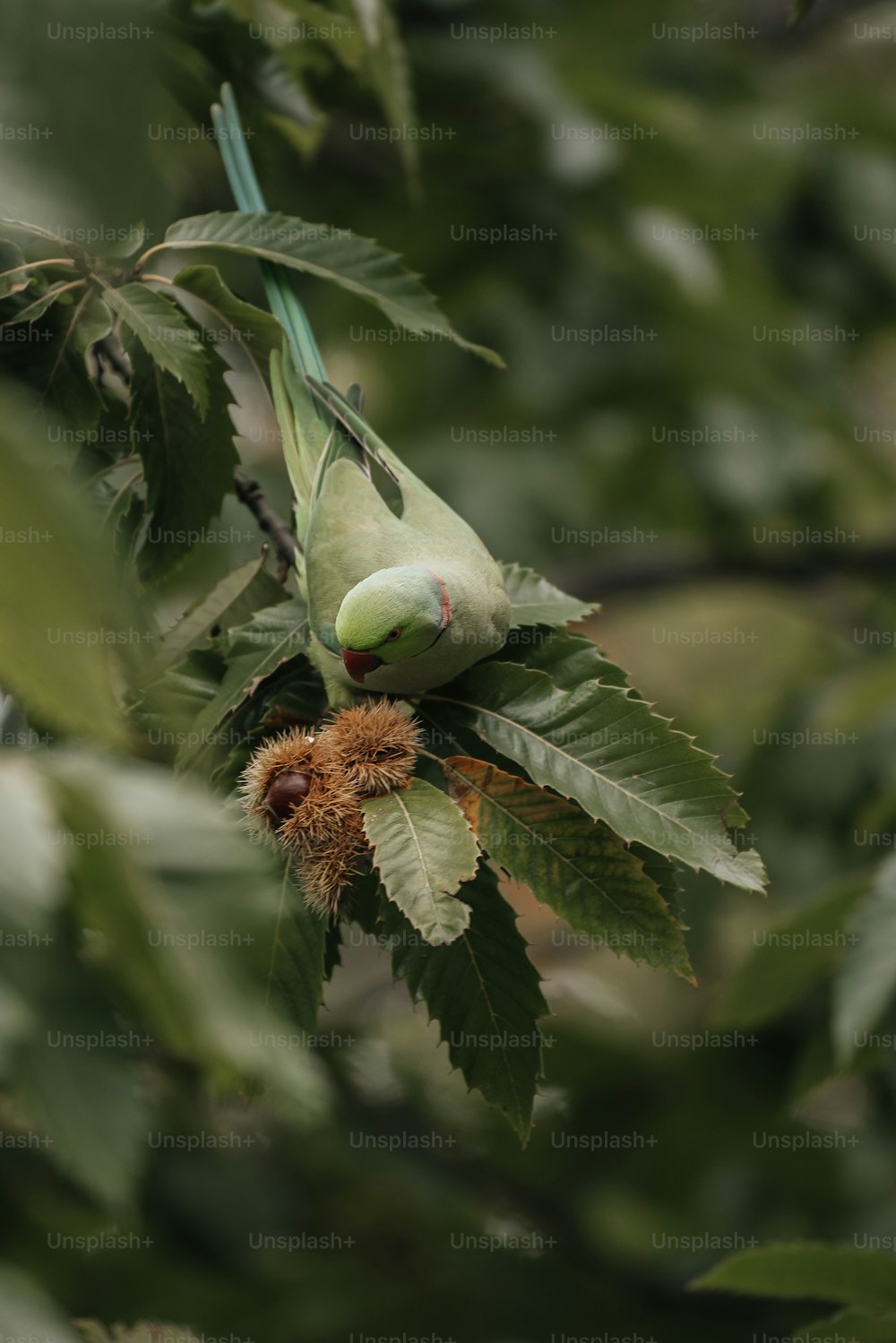 um pássaro verde sentado em cima de um galho de árvore