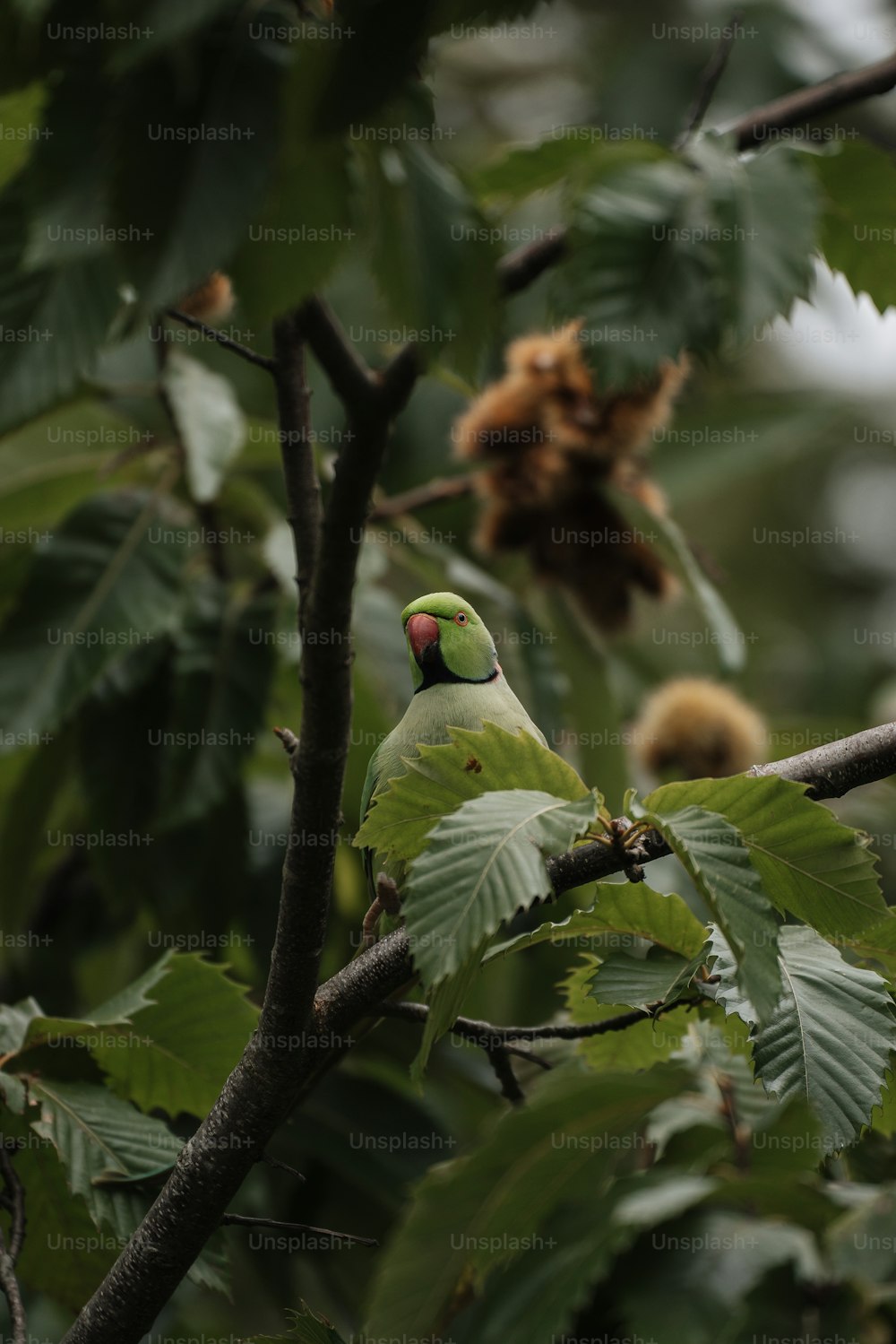 un uccello verde seduto sulla cima di un ramo dell'albero