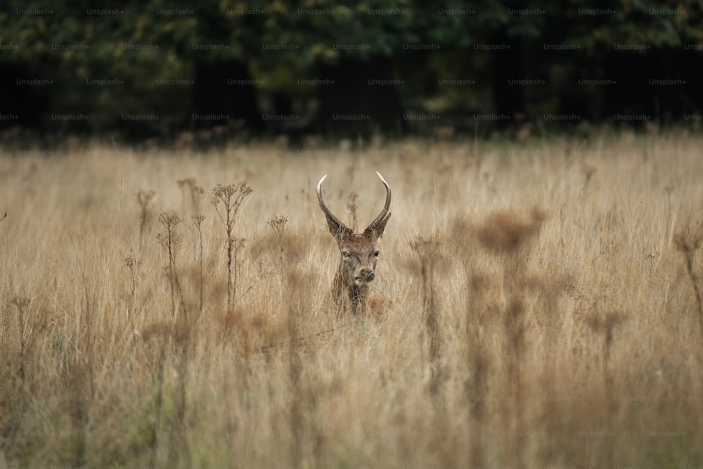 Un cervo è in piedi in un campo di erba alta