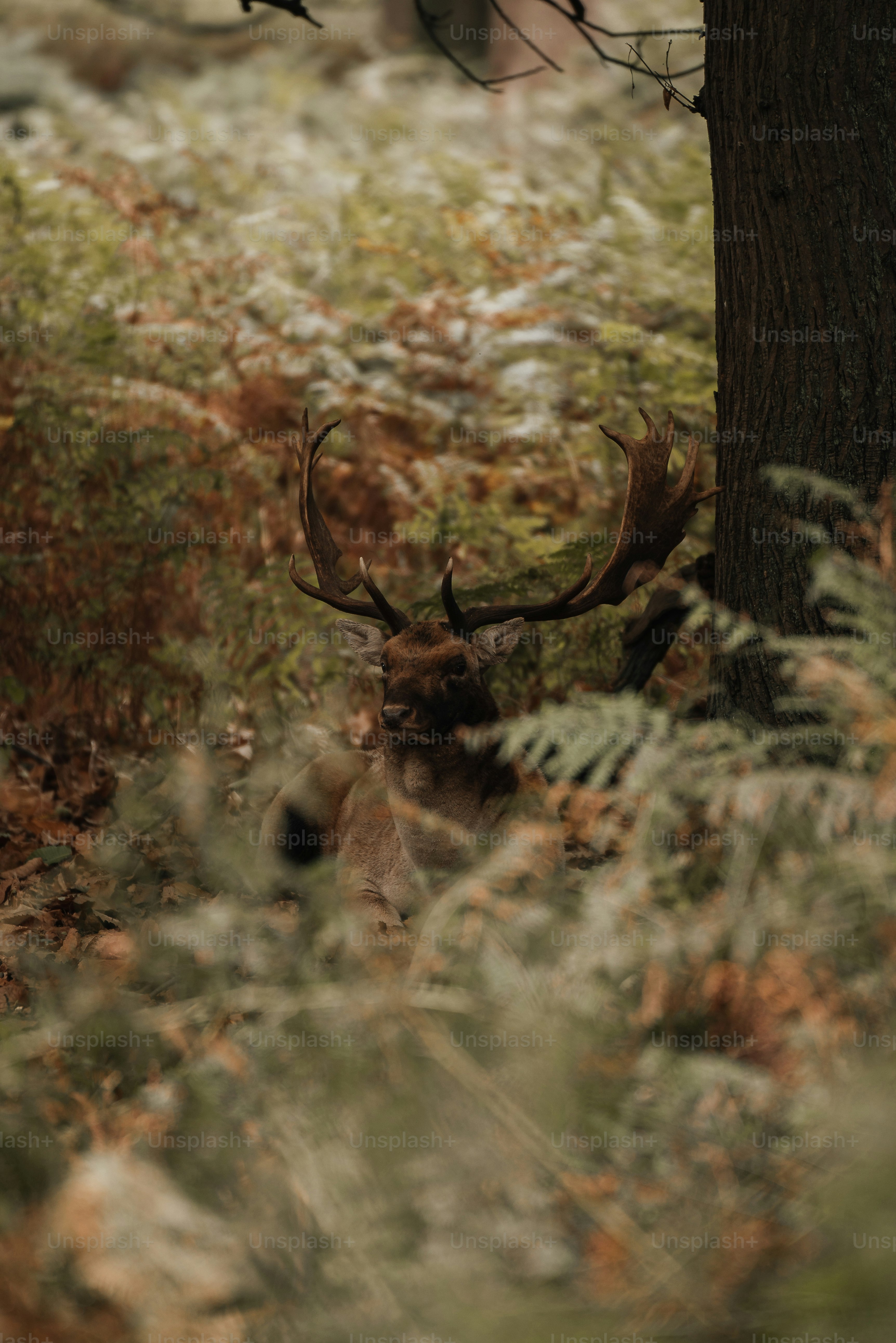 a deer standing next to a tree in a forest