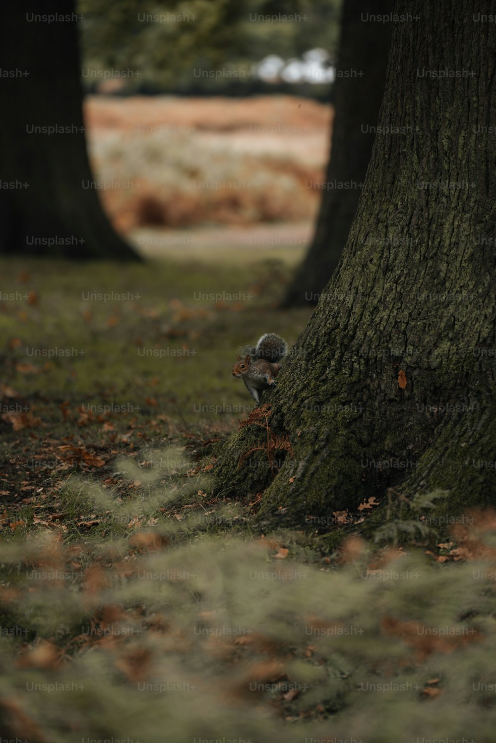 um pássaro sentado no chão ao lado de uma árvore