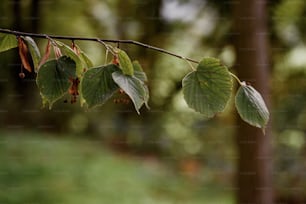 a branch of a tree with green leaves