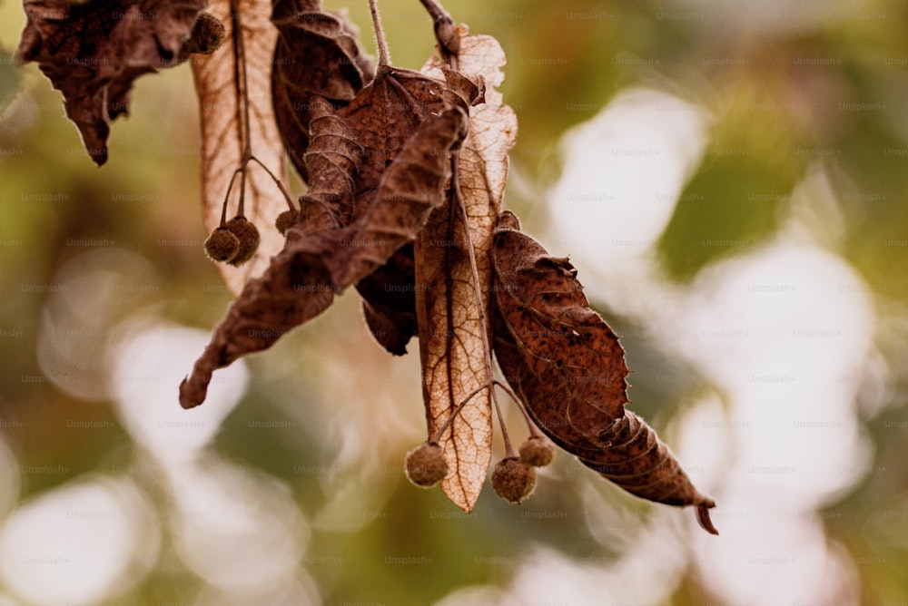 a group of leaves hanging from a tree