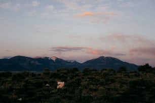 a cow is standing in a field with mountains in the background