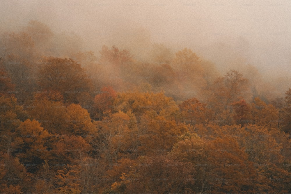 a plane flying over a forest filled with trees