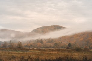 a foggy mountain range with trees in the foreground
