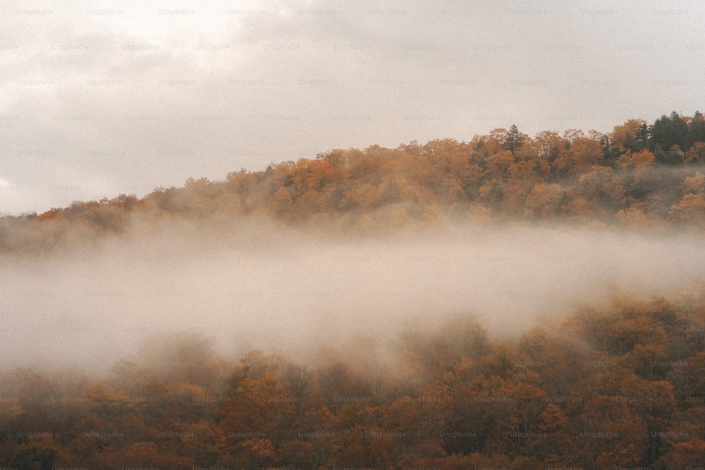 a plane flying over a forest covered in fog