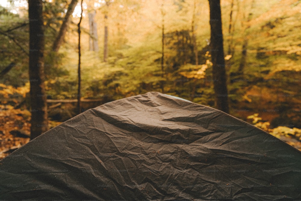 una tenda nel bosco con alberi sullo sfondo