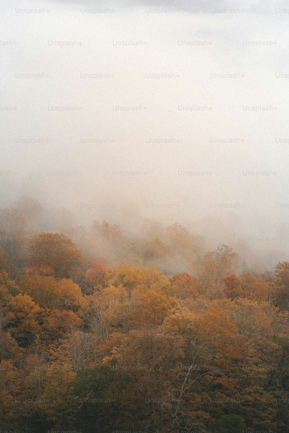 a foggy forest filled with lots of trees