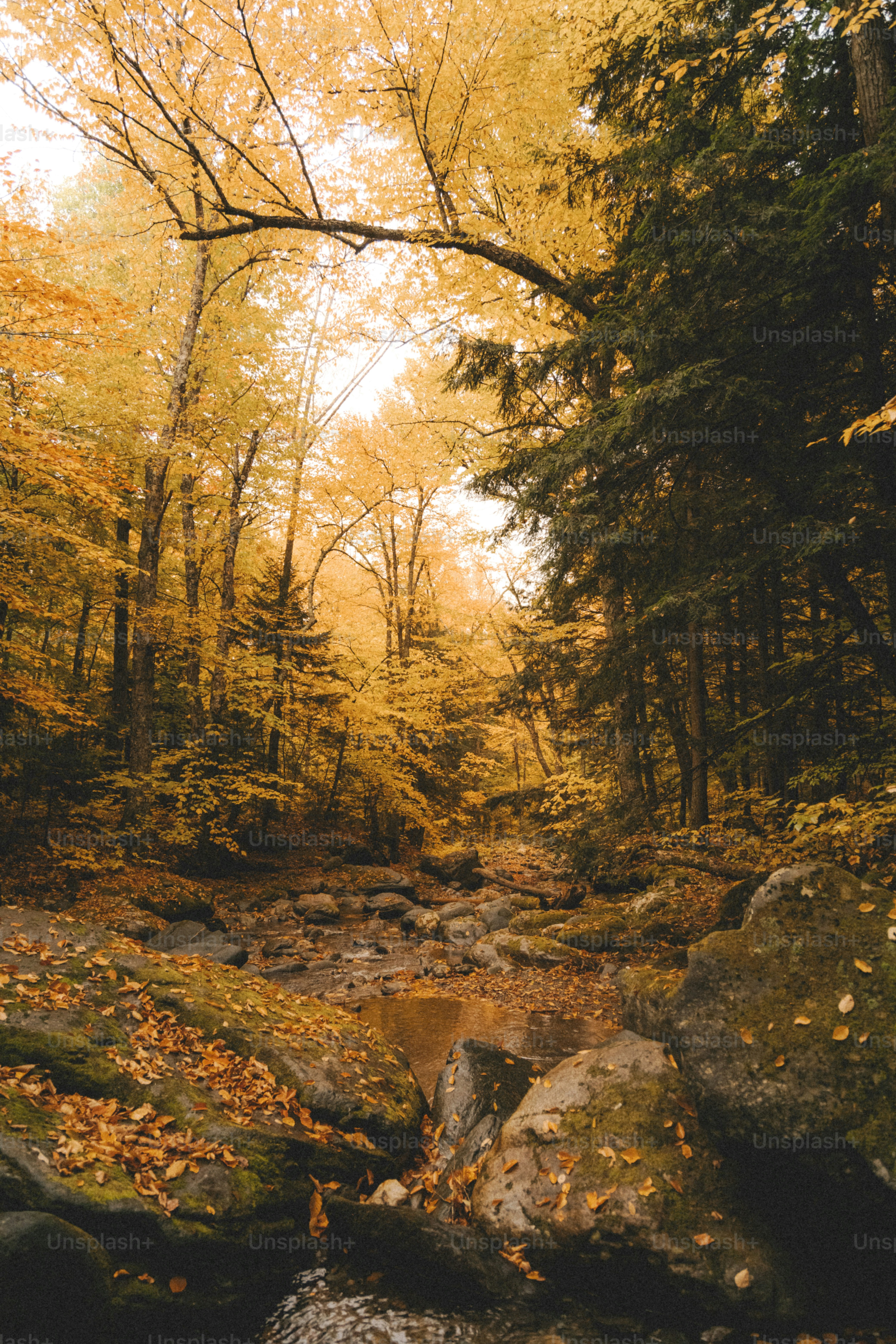 a stream running through a forest filled with lots of trees