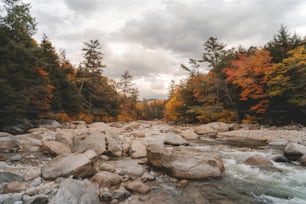 Un fiume che attraversa una foresta piena di molte rocce