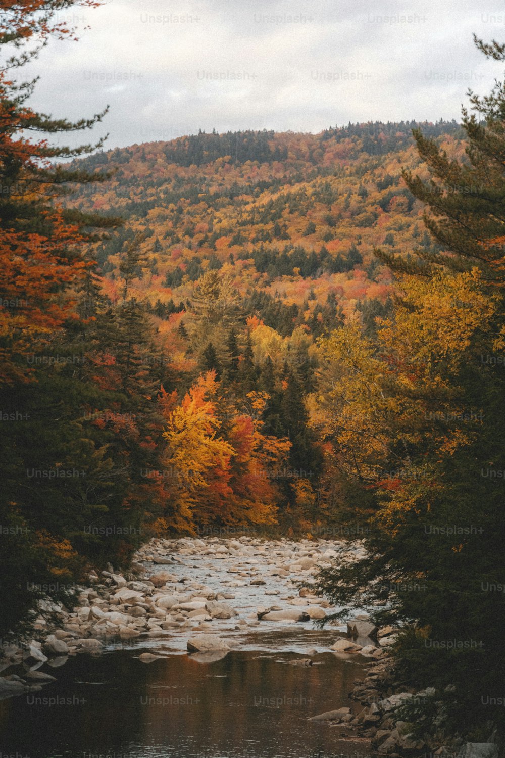 a river running through a forest filled with lots of trees