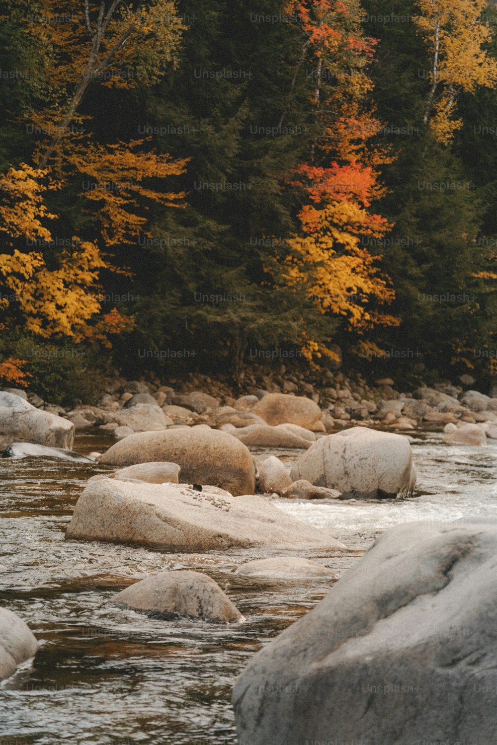 a river with rocks and trees in the background