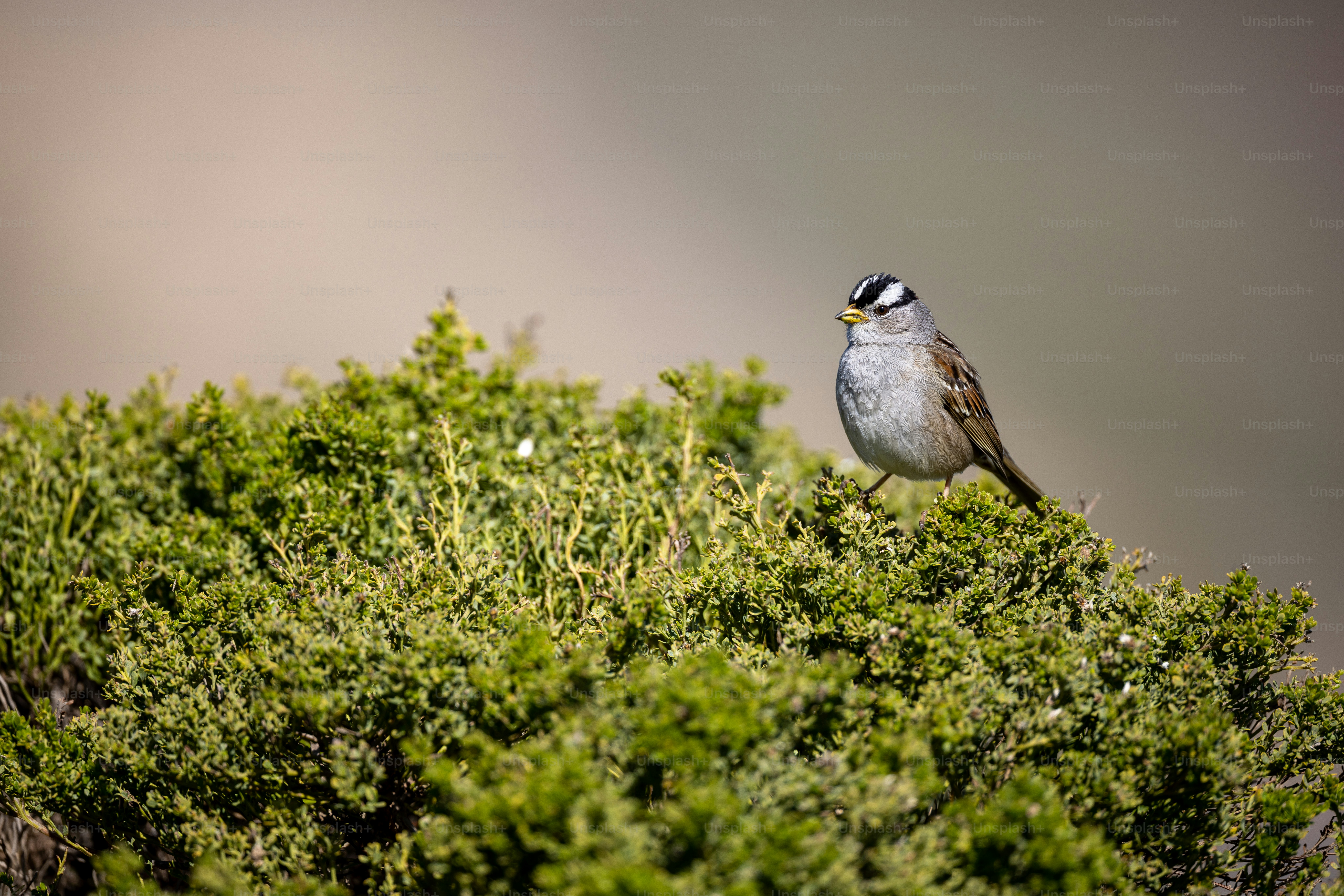a small bird perched on top of a green bush