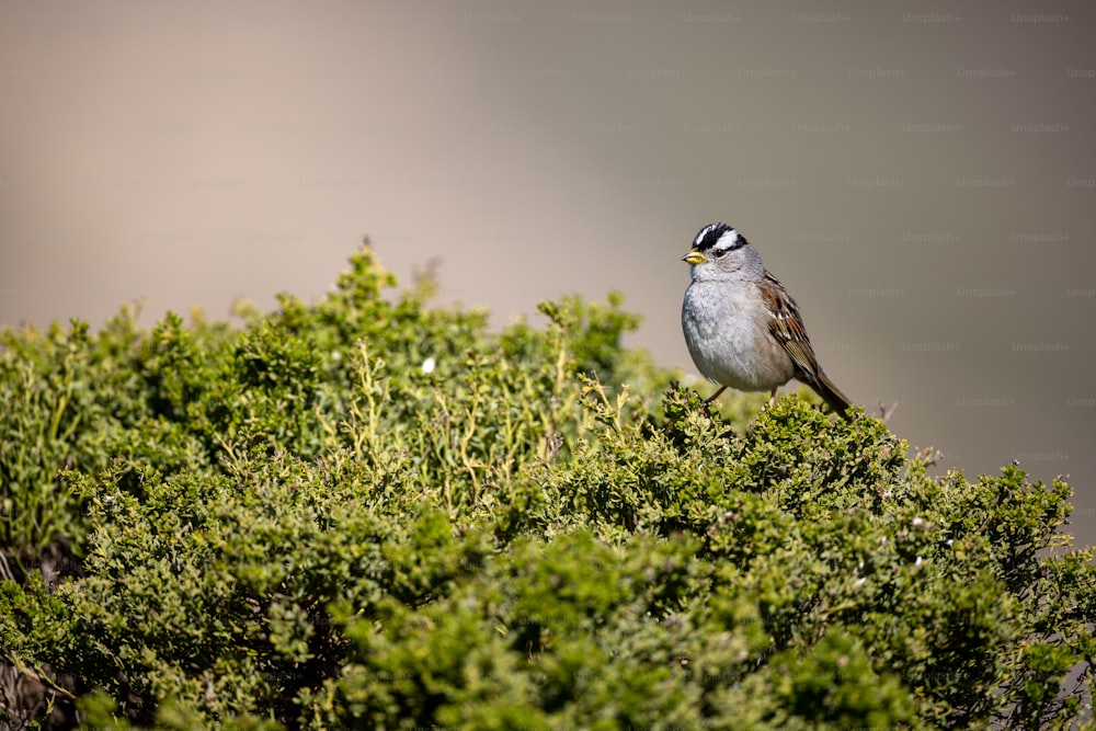 a small bird perched on top of a green bush