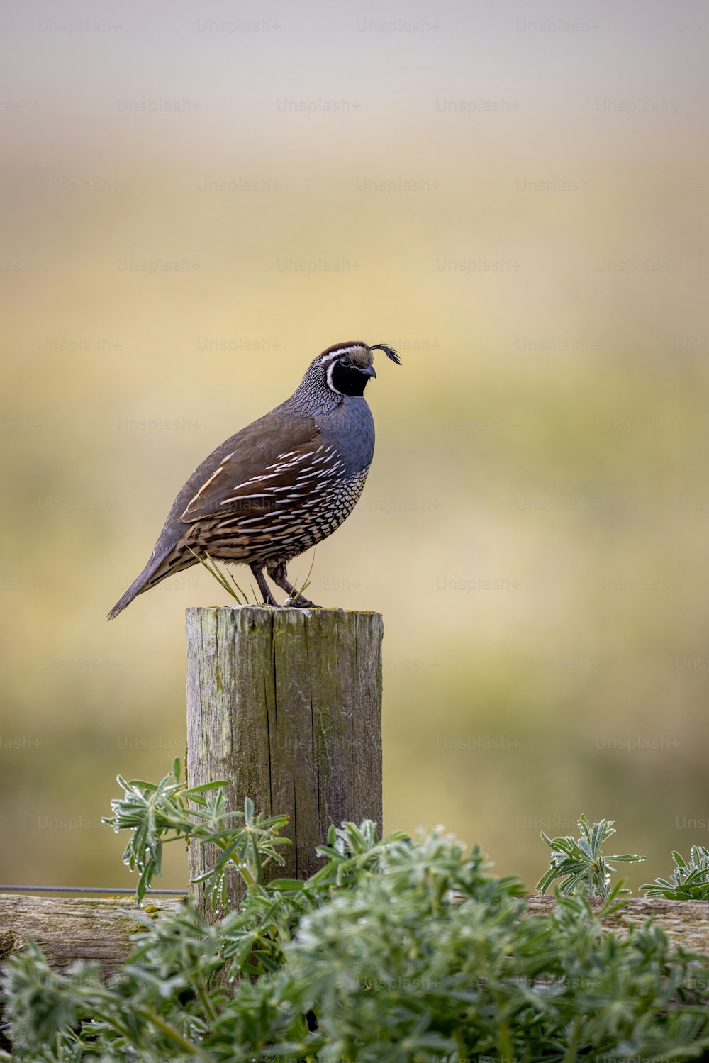 um pássaro sentado em cima de um poste de madeira