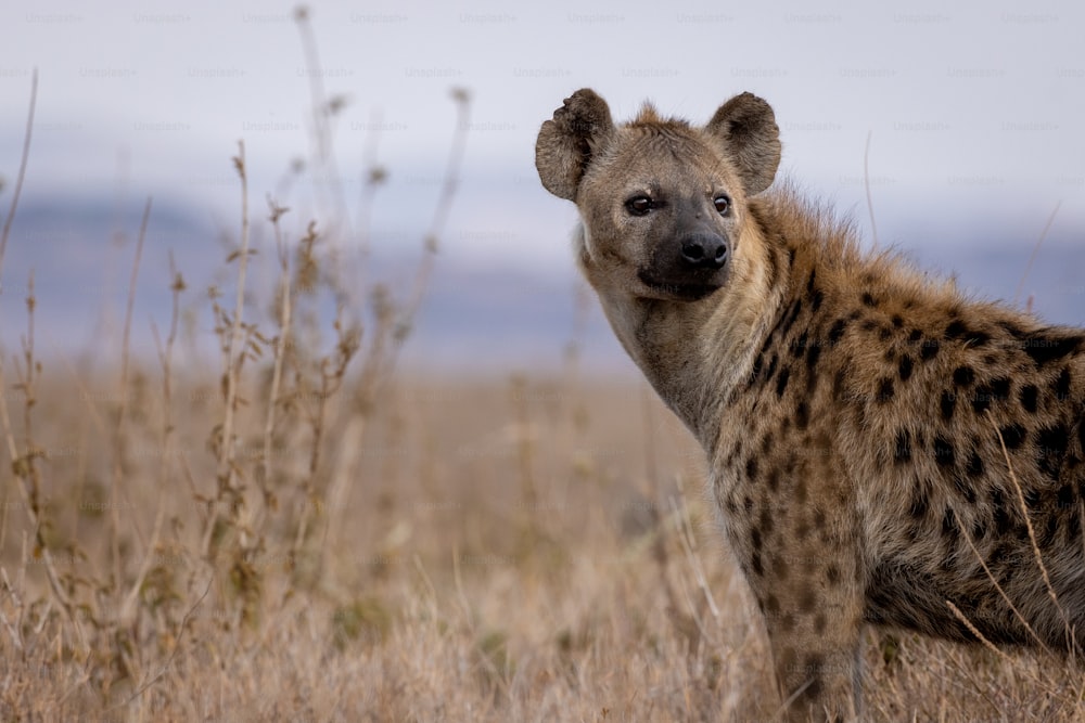 a hyena standing in a field of dry grass