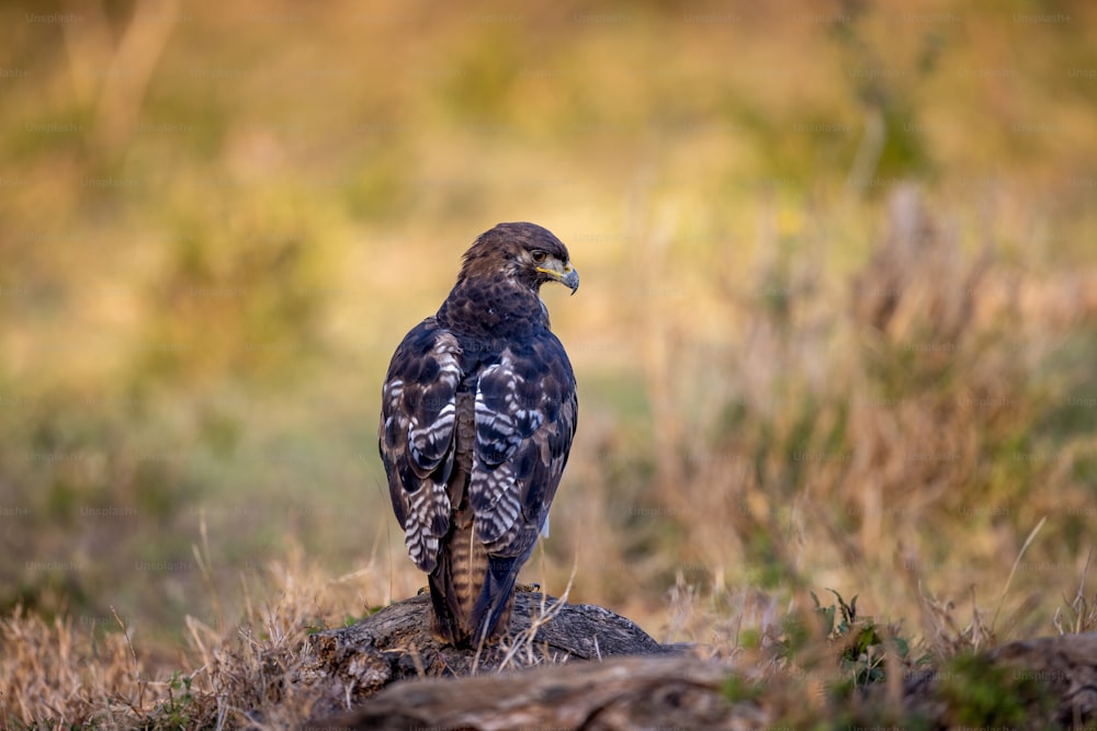 a bird is sitting on a rock in a field