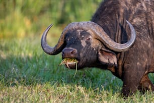 Un toro con cuernos grandes comiendo hierba en un campo