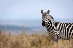 Una zebra in piedi in un campo di erba alta