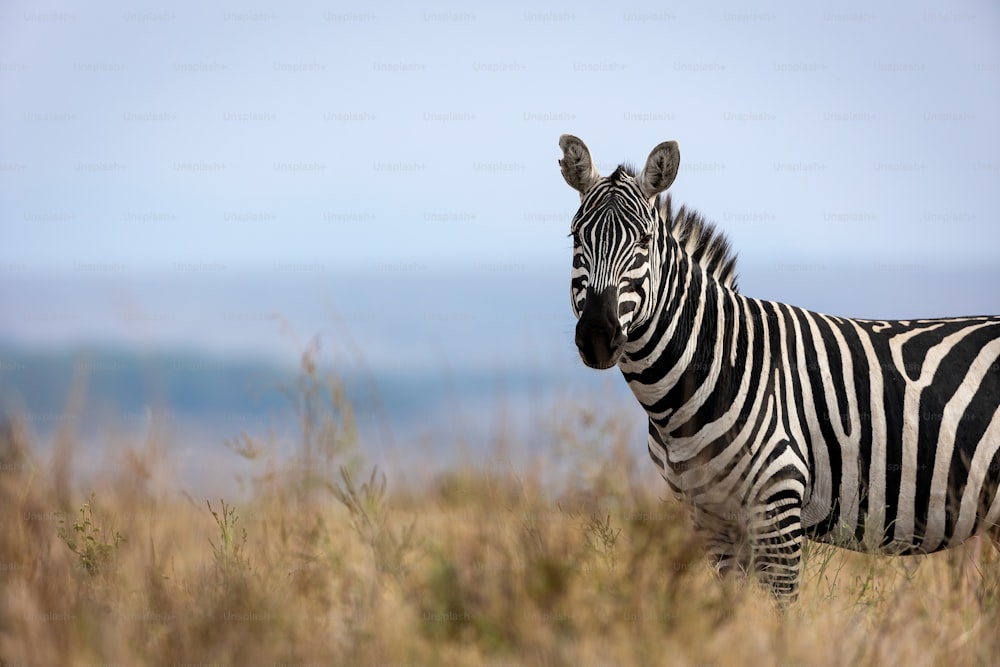 Ein Zebra, das in einem Feld mit hohem Gras steht